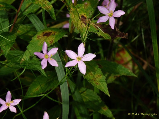 {Sabatia campanulata}